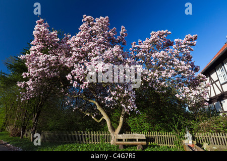 Albero di Magnolia (Magnolia soulangiana), fioritura in primavera, Bassa Sassonia, Germania Foto Stock