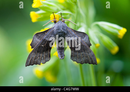 Il PIOPPO Hawkmoth (Laothoe populi), appoggiata sul fiore in giardino, Bassa Sassonia, Germania Foto Stock