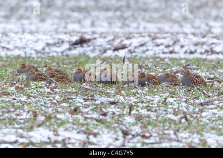 La Starna (Perdix perdix), covey poggiante su cornfield in inverno, Bassa Sassonia, Germania Foto Stock