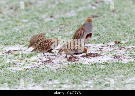 La Starna (Perdix perdix), quattro uccelli alla ricerca di cibo su cornfield in inverno, Bassa Sassonia, Germania Foto Stock