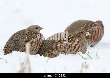 La Starna (Perdix perdix), covey appoggiato sulla coperta di neve campo, Bassa Sassonia, Germania Foto Stock