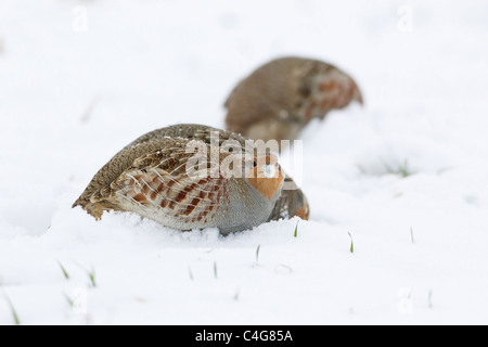 La Starna (Perdix perdix), alimentazione covey su strade coperte di neve campo, Bassa Sassonia, Germania Foto Stock