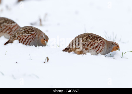 La Starna (Perdix perdix), alimentando su strade coperte di neve campo, Bassa Sassonia Foto Stock