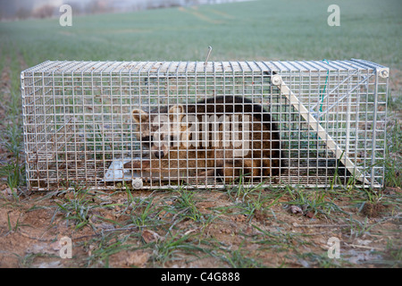 Raccoon (Procione lotor), catturati nella trappola di live, Bassa Sassonia, Germania Foto Stock