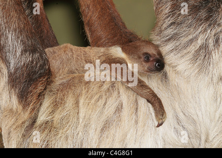 Linneo per le due dita bradipo e cub / Choloepus didactylus Foto Stock