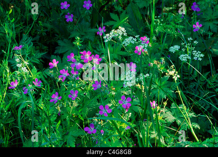 Il fiore giallo è : Ranunculus Acris il fiore viola è: Geranium sylvaticum Foto Stock