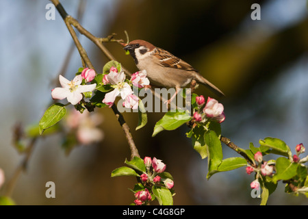Tree Sparrow (Passer montanus), appollaiato su apple ramo di albero, Bassa Sassonia, Germania Foto Stock