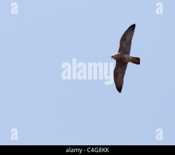 Il novellame di falco pellegrino (Falco peregrinus) in volo sopra la Cattedrale di Lincoln Foto Stock