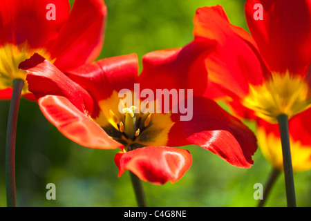 I tulipani, fioritura in giardino, Bassa Sassonia, Germania Foto Stock