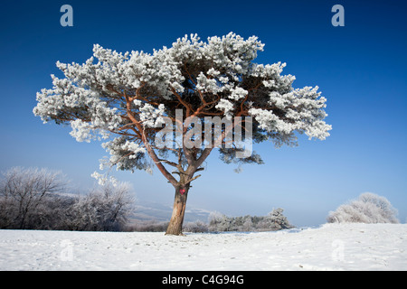 Gli scozzesi Pino (Pinus silvestris) ricoperta di neve e di gelo, Hohen Meissner National Park, Hessen, Germania Foto Stock