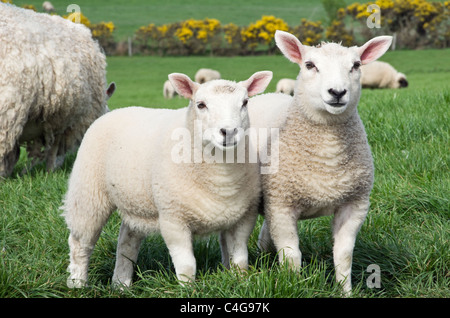 Paese di allevamento scena con due agnelli gemellati inquisitive sani e una pecora in un campo agricolo in primavera. Isola di Anglesey, Galles del Nord, Regno Unito, Gran Bretagna Foto Stock