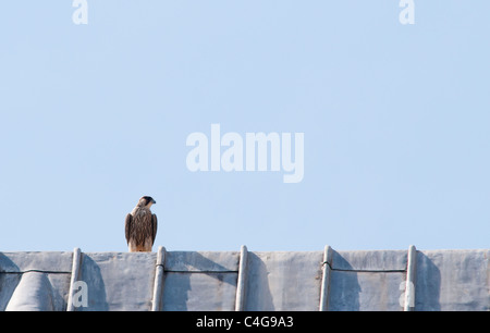 Il novellame di falco pellegrino (Falco peregrinus) arroccato sulla cima del tetto di piombo sulla Cattedrale di Lincoln Foto Stock