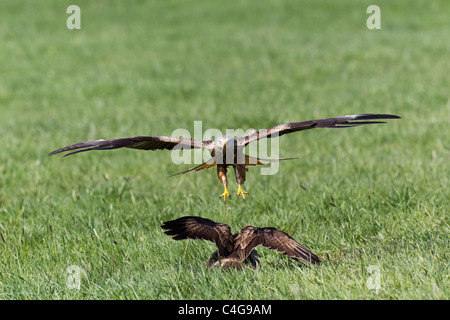 Nibbio reale (Milvus milvus), in volo, attaccando comune poiana (Buteo buteo), Bassa Sassonia, Germania Foto Stock