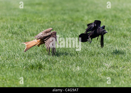 Nibbio reale (Milvus milvus ), in volo a caccia di Corvo Imperiale (Corvus corax), attraverso il prato, Bassa Sassonia, Germania Foto Stock