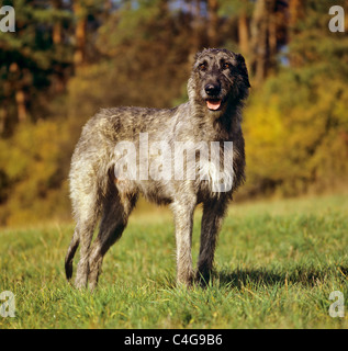 Irish Wolfhound dog - in piedi sul prato Foto Stock