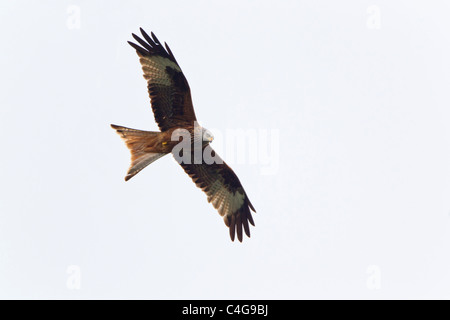 Nibbio reale (Milvus milvus), in volo, Bassa Sassonia, Germania Foto Stock