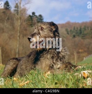 Irish Wolfhound dog - sdraiato sul prato Foto Stock