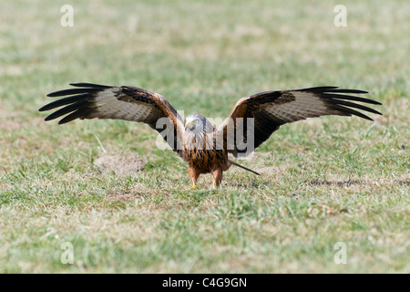 Nibbio reale (Milvus milvus), in volo atterraggio sul campo, Bassa Sassonia, Germania Foto Stock