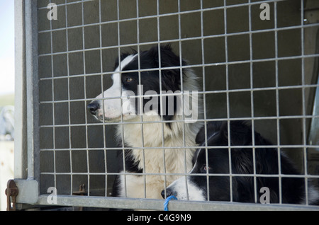 Le Isole Shetland Scozia, Regno Unito, Europa. Due Border Collie cani guardando fuori della parte posteriore di un veicolo Foto Stock