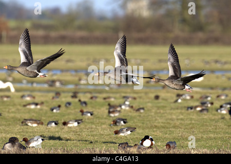 GRAYLAG OCHE Anser anser in volo. SLIMBRIDGE Foto Stock