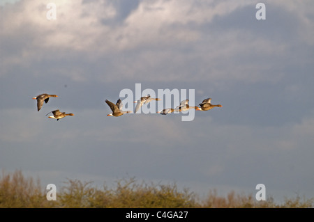 Stormo di oche GRAYLAG Anser anser IN VOLO SLIMBRIDGE Foto Stock