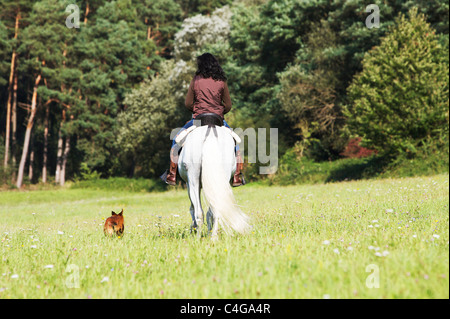 Womand equitazione sulla pura spagnola a cavallo di razza - metà del cane di razza accanto Foto Stock
