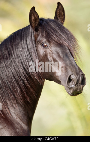 Pura spagnola a cavallo di razza - Ritratto Foto Stock