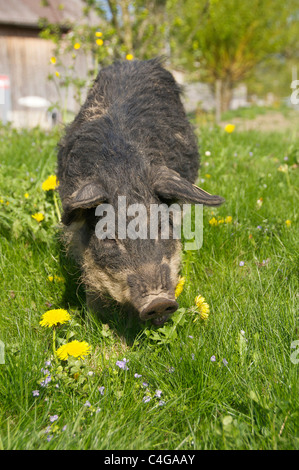 Suino Mangalitza sul prato Foto Stock