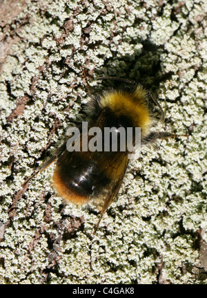 Inizio Bumblebee (femmina, Regina), Bombus pratorum, Apinae, Apidae, Apoidea, Apocrita, Hymenoptera. Foto Stock