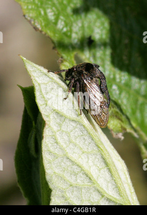 Cornuto Treehopper, Centrotus cornutus, Membracidae, Hemiptera. Foto Stock
