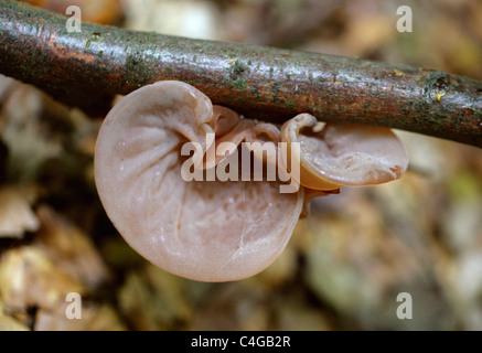 Giudeo l orecchio fungo, Auricularia padiglione auricolare-judae (padiglione auricolare Hirneola-judae), Auriculariaceae crescente morto sul ramo di sambuco. Foto Stock