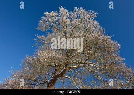 Il gelo e la neve su alberi nr Milborne Port, Somerset, Inghilterra Foto Stock