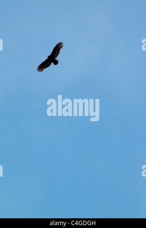 Una Turchia vulture battenti in silhouette su un cielo blu Foto Stock