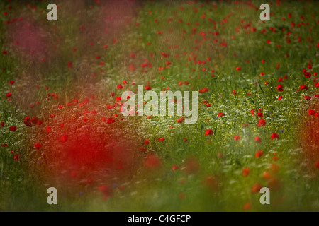 Poppies in Valnerina nr Campi, Umbria, Italia Foto Stock