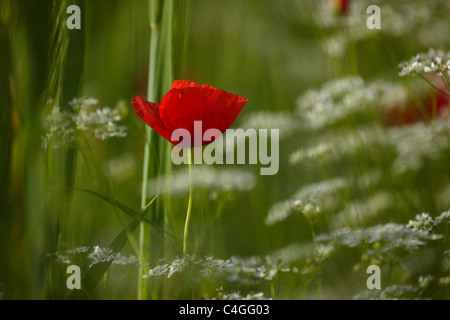 Poppies in Valnerina nr Campi, Umbria, Italia Foto Stock