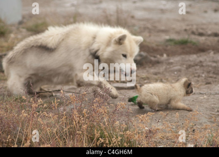 Giovani i cuccioli di Husky. Foto Stock