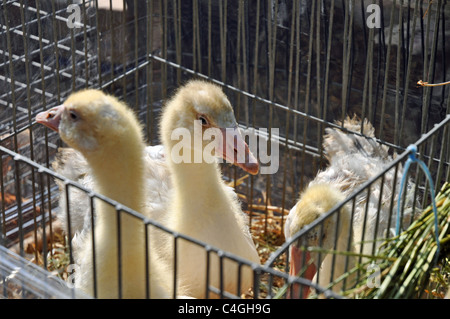 Audruicq, Francia: anatre e oche per la vendita nel mercato Foto Stock