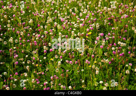 Viola misti e trifoglio bianco che cresce in un prato selvatico con altre erbe e altri fiori. Regno Unito. Foto Stock