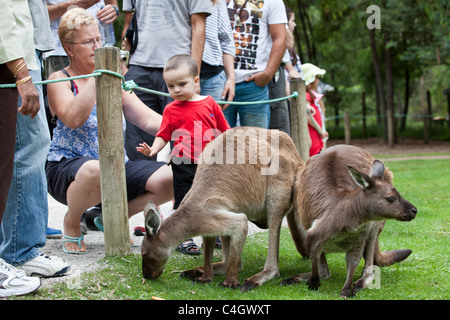 I canguri Rossi presso il Santuario di Healesville Australia Foto Stock