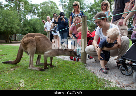 I canguri Rossi presso il Santuario di Healesville, Australia Foto Stock