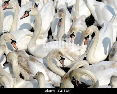 Un grande gruppo di cigni. Foto Stock