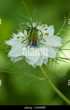 Close-up di bianco Nigella damascena (l'amore-in-un-nebbia) fiore, prese con profondità di campo. Foto Stock