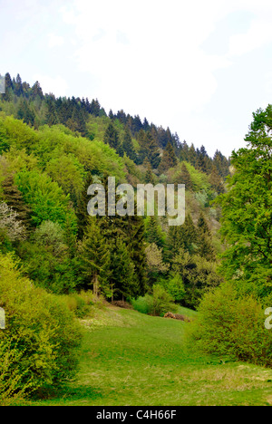 Un prato cosparso di fiori selvatici in Trentino, Italia Foto Stock