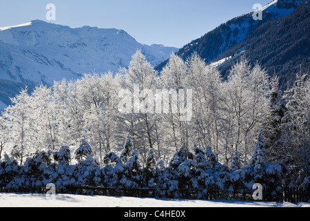 L'Austria, l'Europa. White brina sui rami di alberi retroilluminato in montagne alpine. Foto Stock