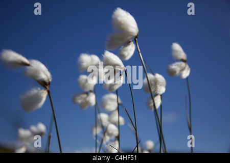 Cotone pianta di Heather Foto Stock