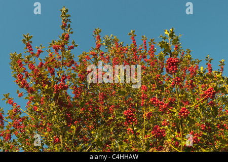 Bacche rosse crescono su holly tree Holly (Ilex aquifolium) Sussex. Regno Unito Ottobre Foto Stock