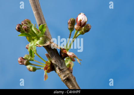 Ciliegia selvatica / ciliegio dolce (Prunus avium) le gemme della rottura, e fiori emergenti in primavera, Belgio Foto Stock