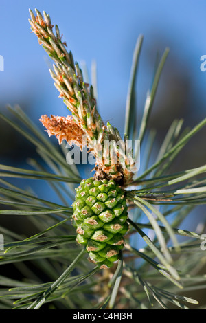 Di Pino silvestre (Pinus sylvestris) fiori femminili sulla punta della bud con un anno di vecchia rocca, Belgio Foto Stock