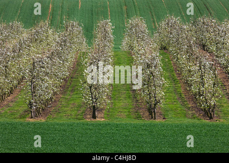 Frutteto con peri (Pyrus) a fioritura primaverile, Hesbaye, Belgio Foto Stock