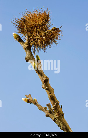 Sweet Chestnut / Marron (Castanea sativa) ramo con le gemme e le vecchie lolla in primavera Foto Stock
